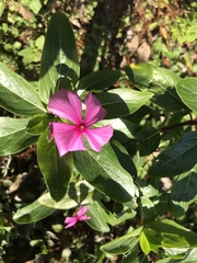 Catharanthus roseus image