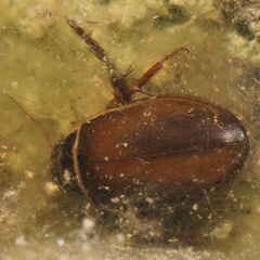 Dytiscus pisanus