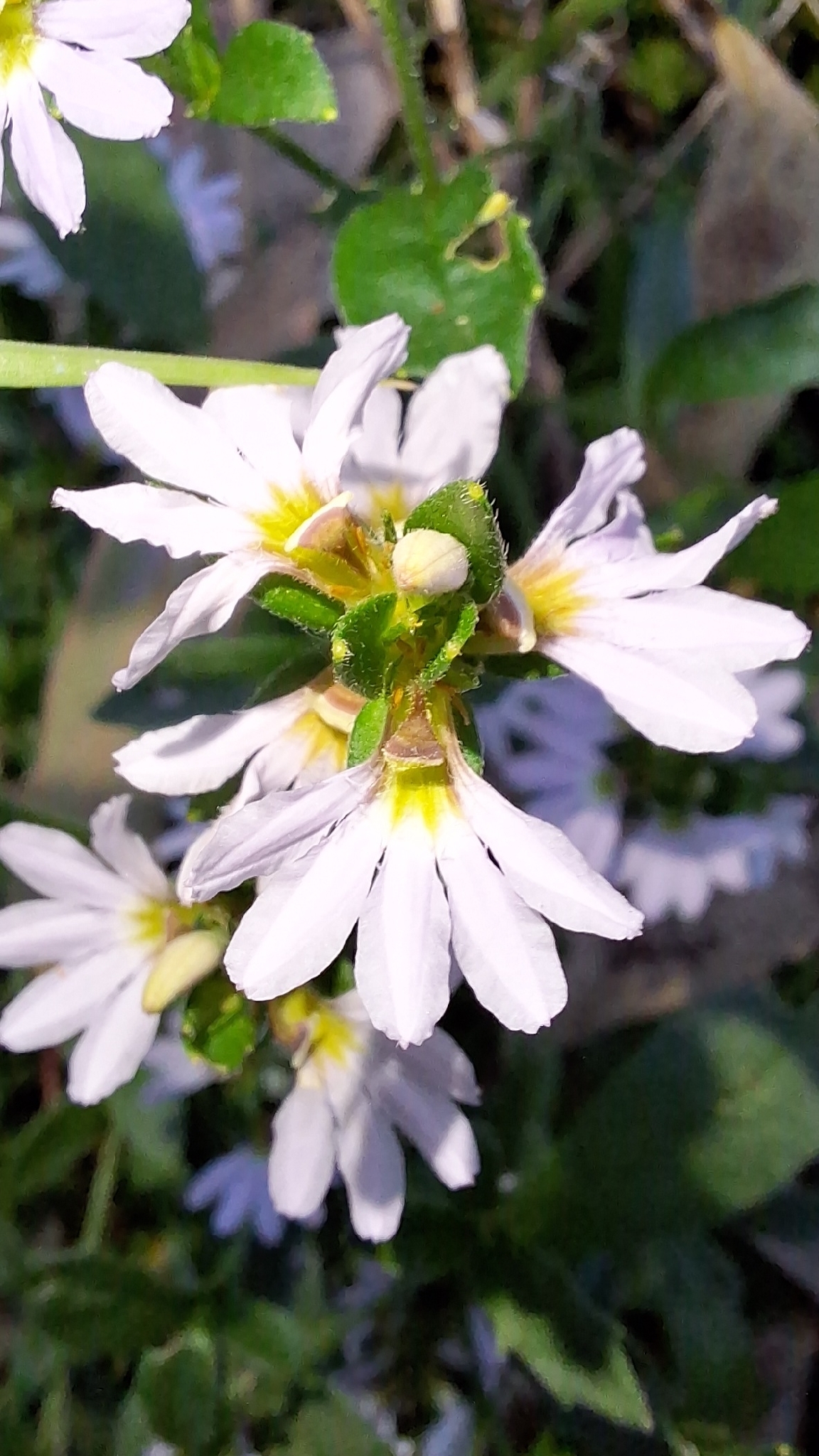 White Fanflower (Scaevola albida)