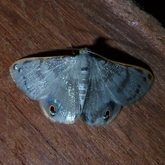 Ophthalmoblysis plutus