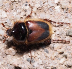 Pachypus candidae