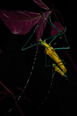 Tithonophasma tithonus