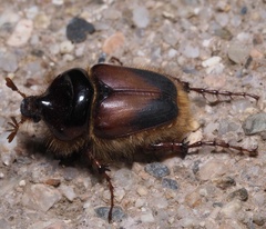 Pachypus candidae