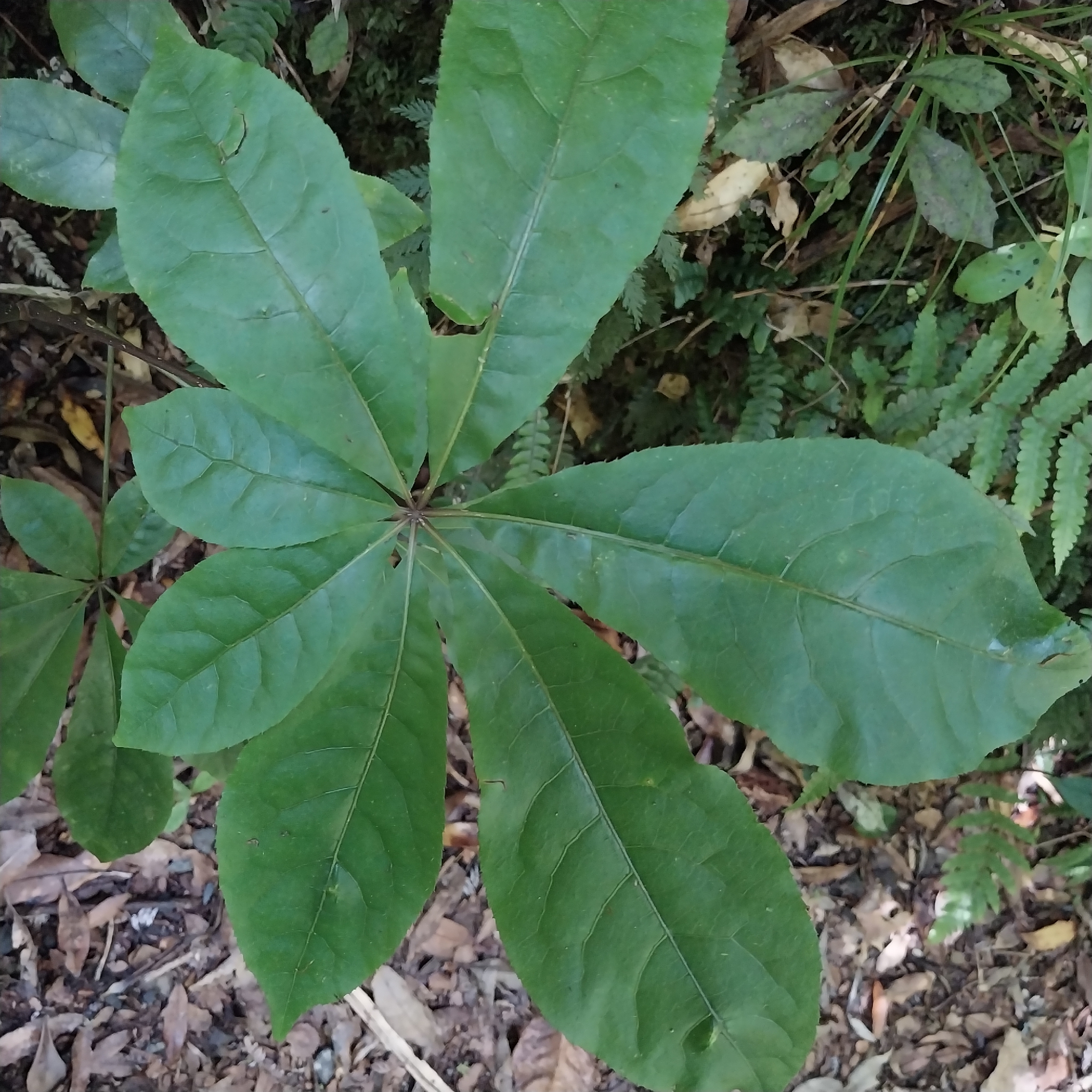 Schefflera digitata