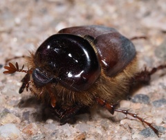 Pachypus candidae