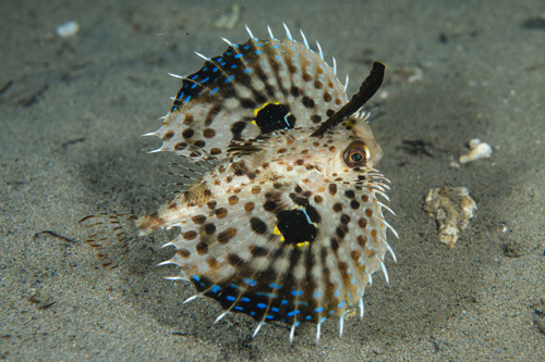 Brown flying gurnard (Dactyloptena orientalis) — Dactylopteridae — 2