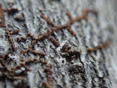 Frullania bolanderi