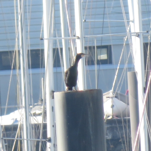 Great Cormorant (Phalacrocorax carbo), photo 4