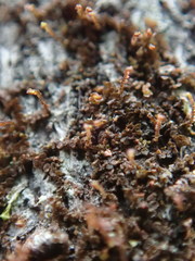 Frullania bolanderi