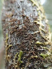Frullania bolanderi