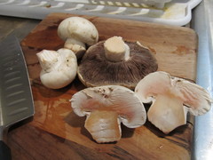 Agaricus bernardii