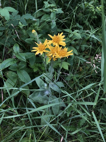 chamisso arnica (Arnica chamissonis)