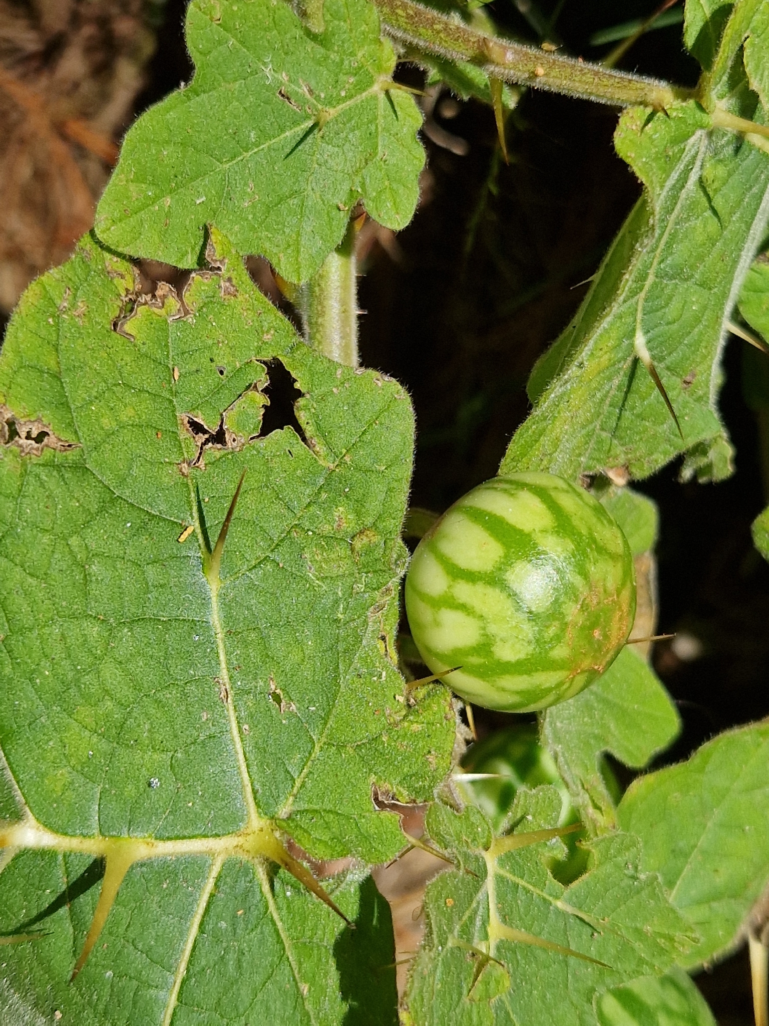 Solanum viarum (Solanum viarum)