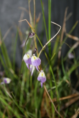 Utricularia livida