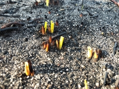 Chorizandra sphaerocephala