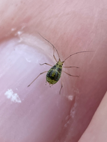 Crescent-marked Lily Aphid photo 2
