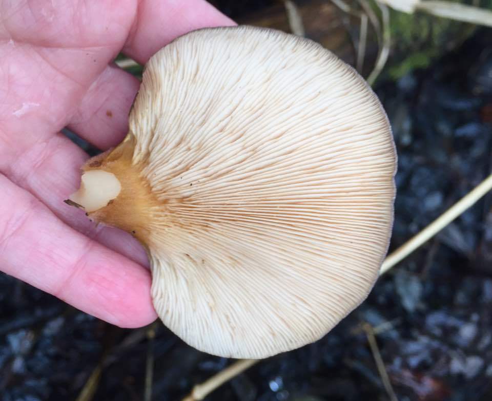 Sarcomyxa serotina image