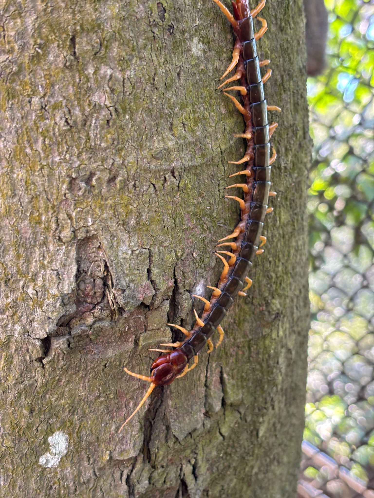 Scolopendra mutilans L.Koch, 1878