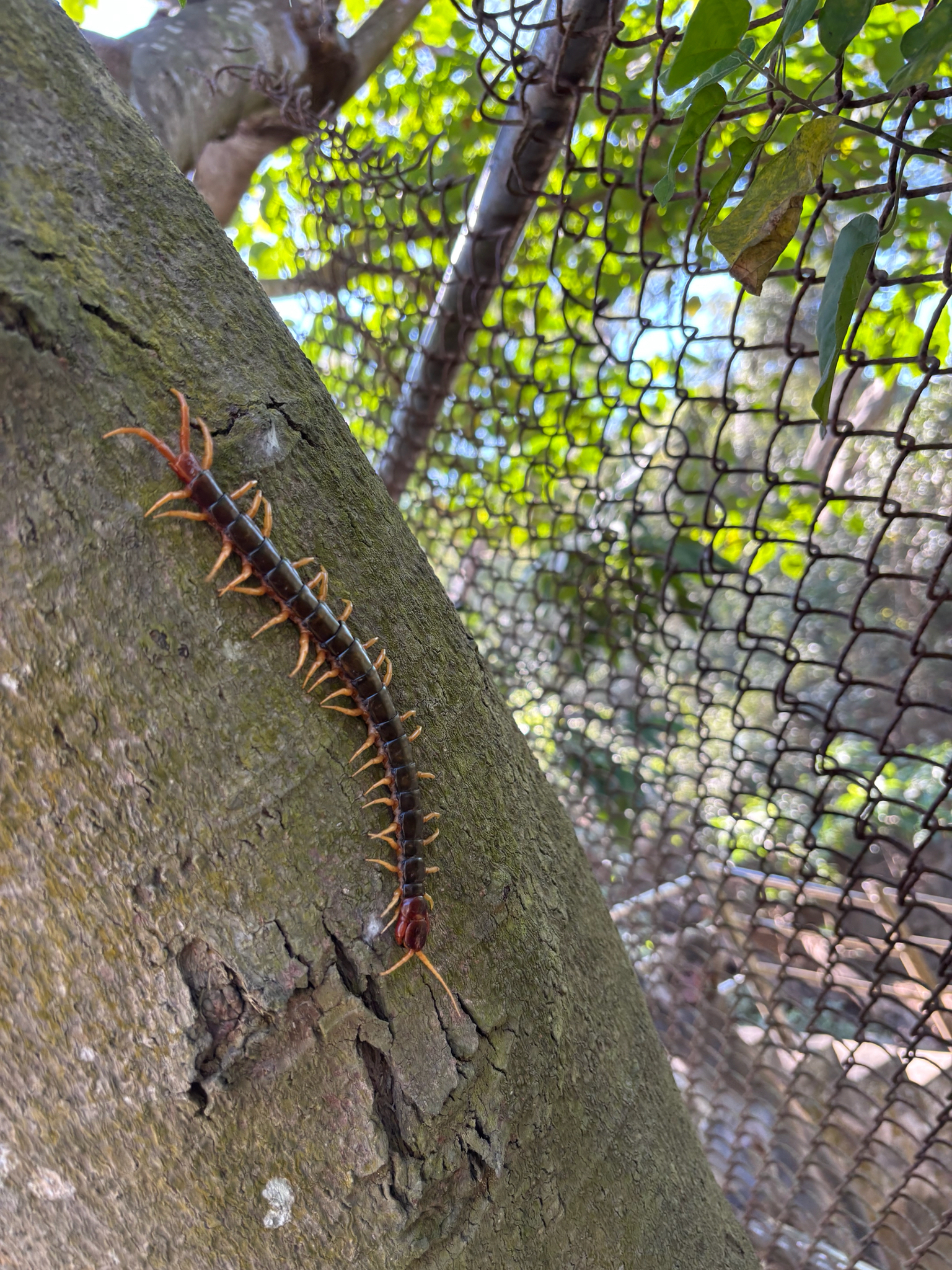 Scolopendra mutilans L.Koch, 1878