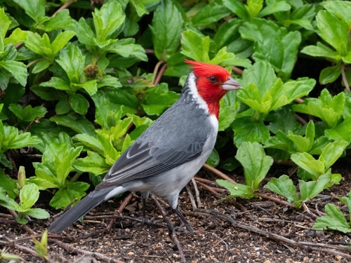 Red-crested Cardinal (Paroaria coronata)