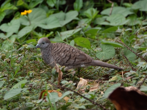 Zebra Dove (Geopelia striata), photo 6