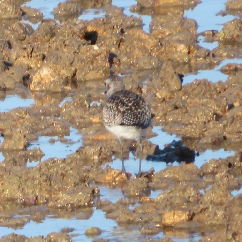 Grey Plover (Pluvialis squatarola), photo 4