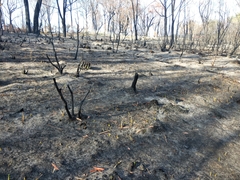 Chorizandra sphaerocephala