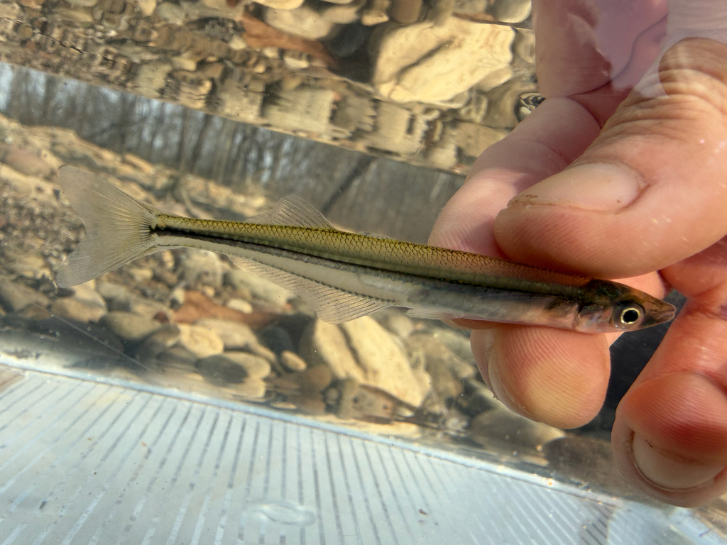 Beek-koornaarvis (Labidesthes sicculus) — Atherinopsidae