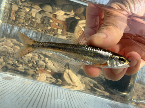 Ozark-shiner (Luxilus pilsbryi) — Cyprinidae