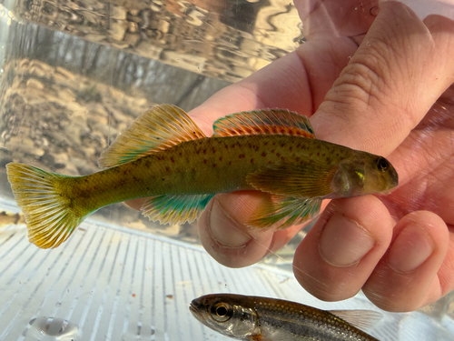 Greenside darter (Etheostoma blennioides) — Percidae — 2