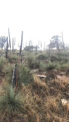 Xanthorrhoea quadrangulata