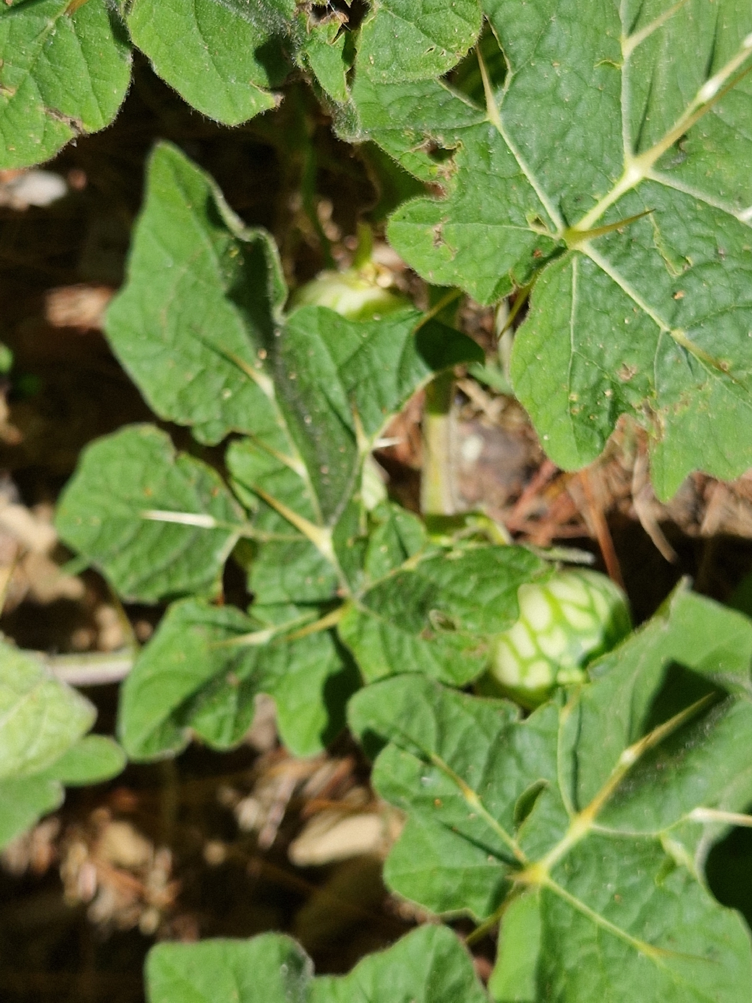 Solanum viarum — ảnh 2