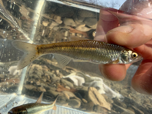 Steelcolor shiner (Cyprinella whipplei) — Cyprinidae