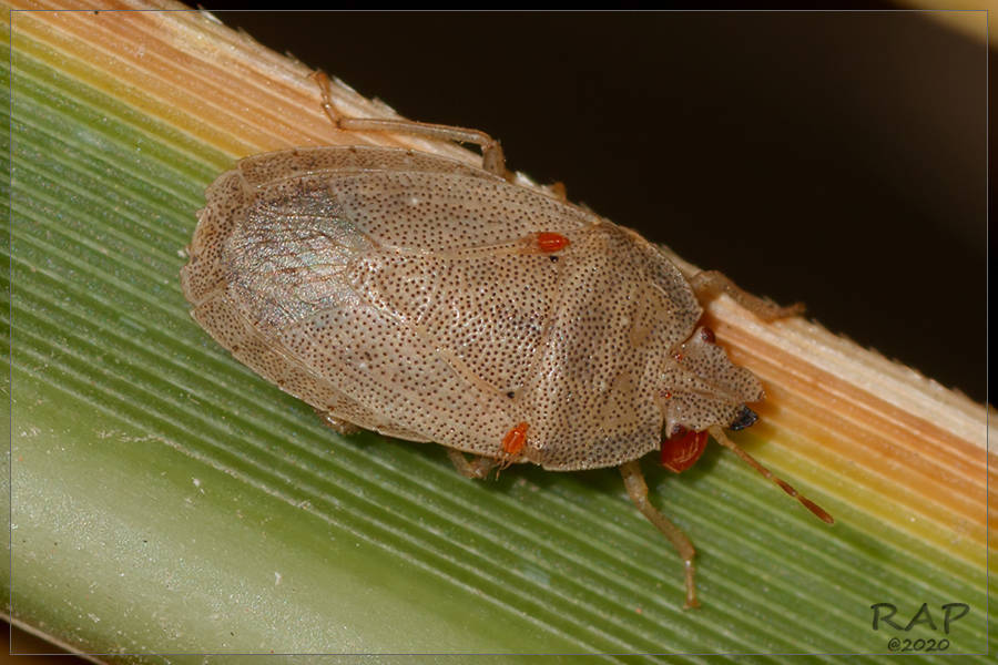 Hypatropis australis