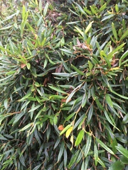 Philesia magellanica