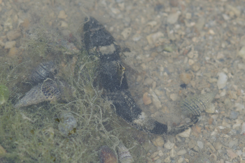 Estuary goby (Psammogobius biocellatus) — Gobiidae