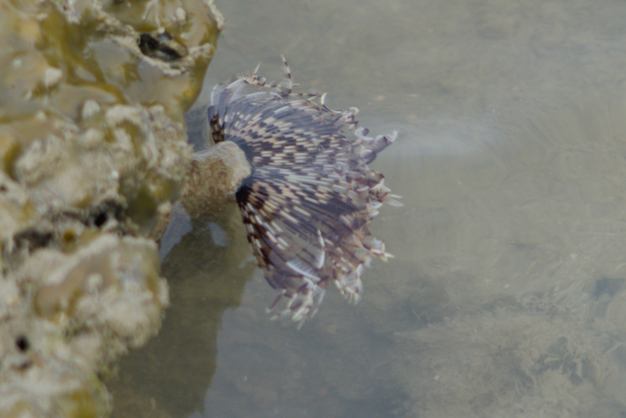 Sabellastarte spectabilis (Grube, 1878)