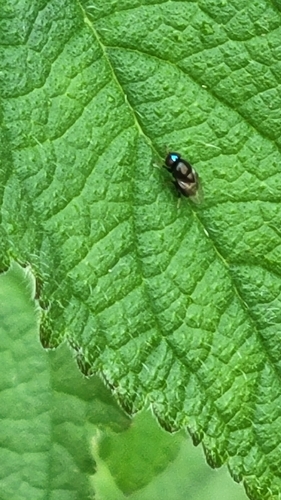 Foto de Betônica