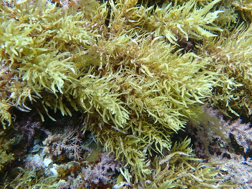 Sargassum linearifolium observed 2026-01-03