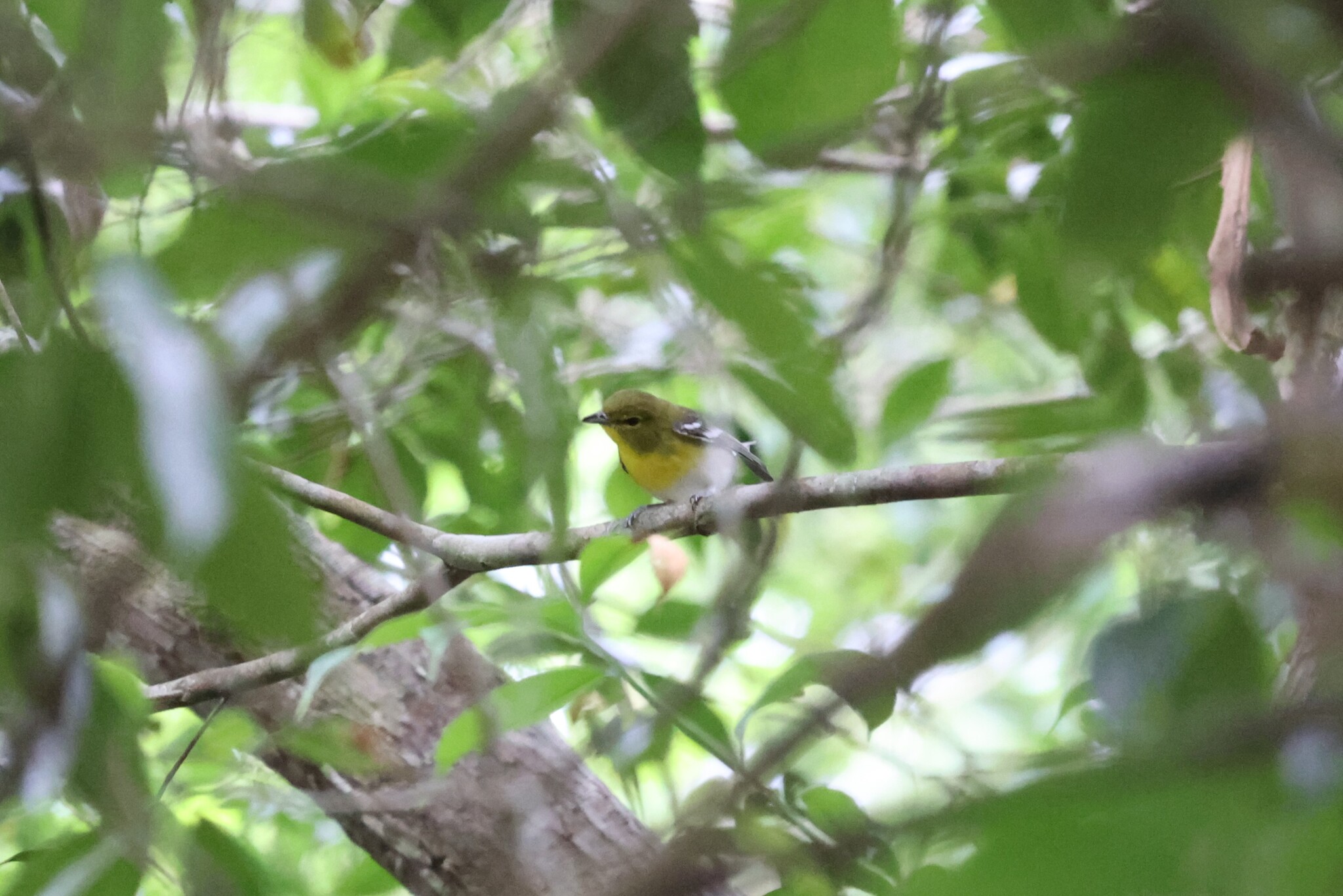 Yellow-throated Vireo (Vireo flavifrons), photo 2