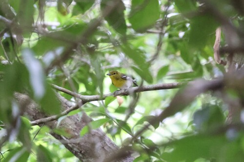 Yellow-throated Vireo (Vireo flavifrons)