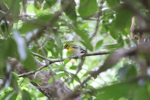 Yellow-throated Vireo (Vireo flavifrons), photo 6