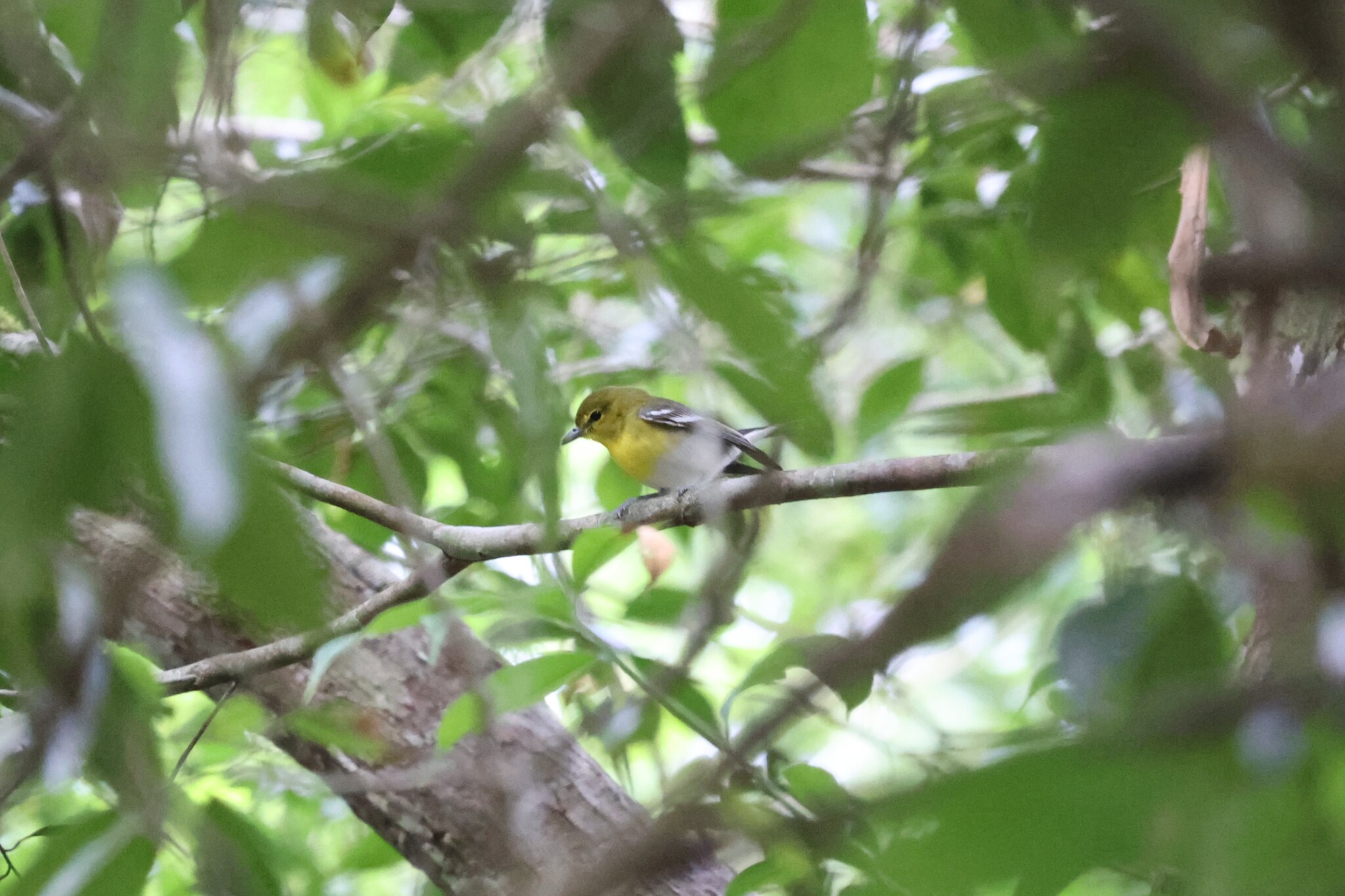 Yellow-throated Vireo (Vireo flavifrons), photo 6