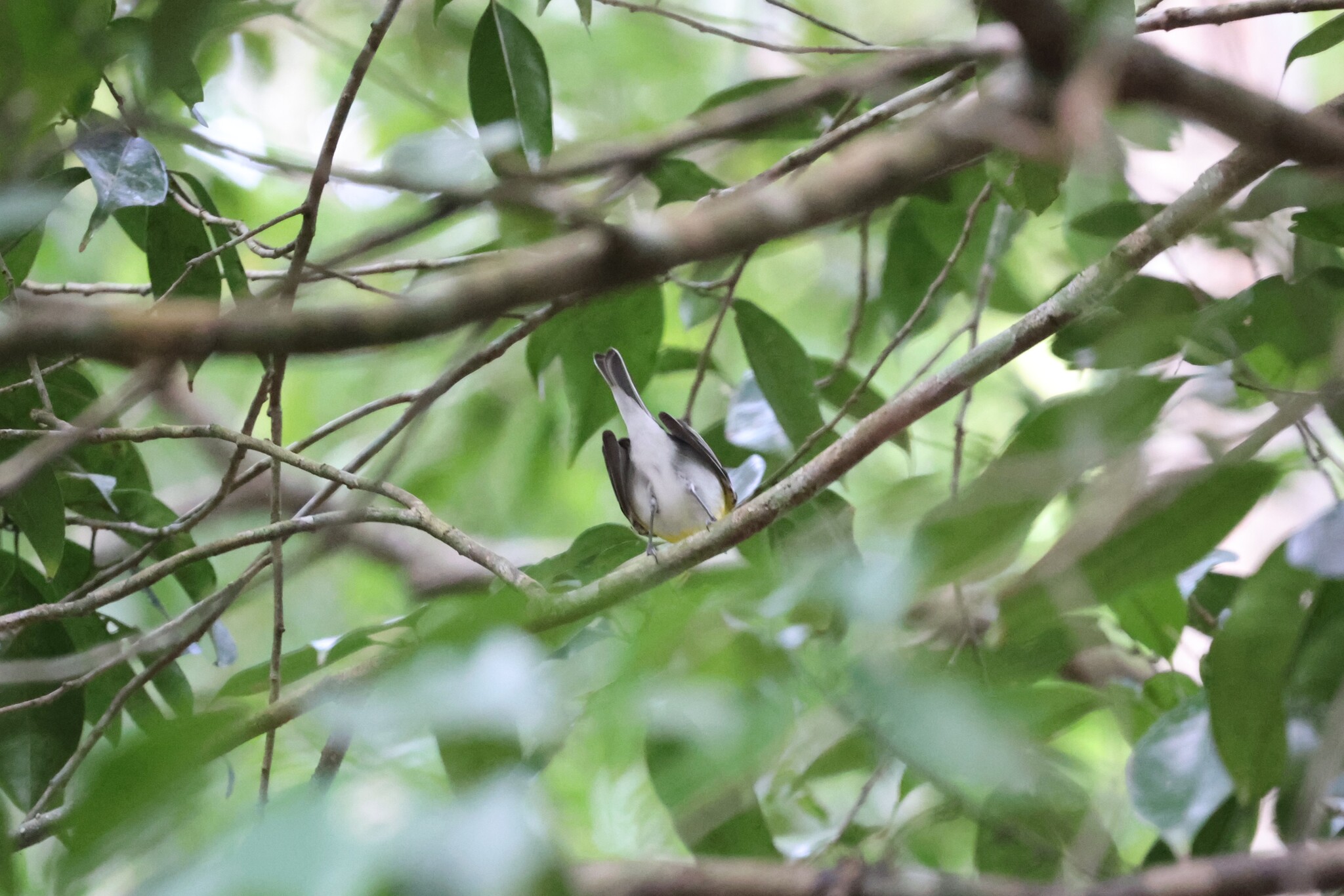 Yellow-throated Vireo (Vireo flavifrons), photo 7