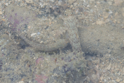 Goby (Istigobius ornatus) — Gobiidae — 3
