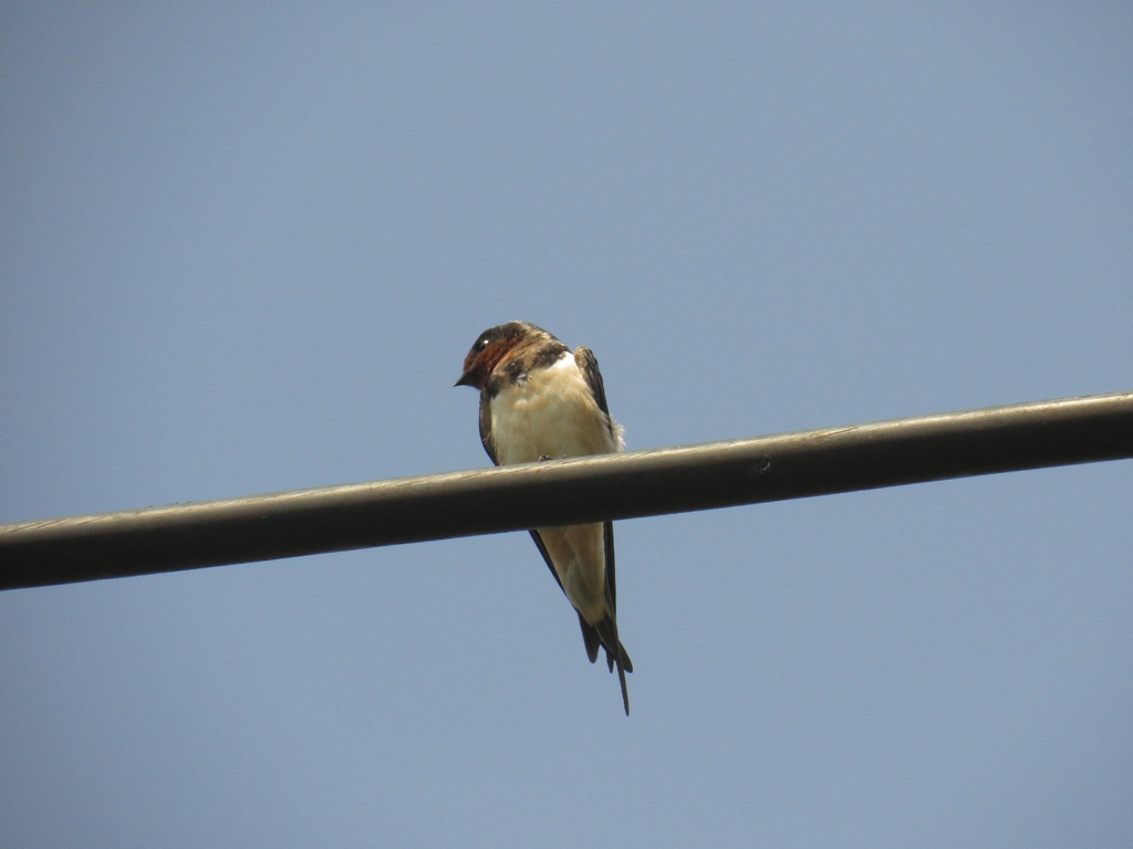 Layang-layang Asia (Hirundo rustica)