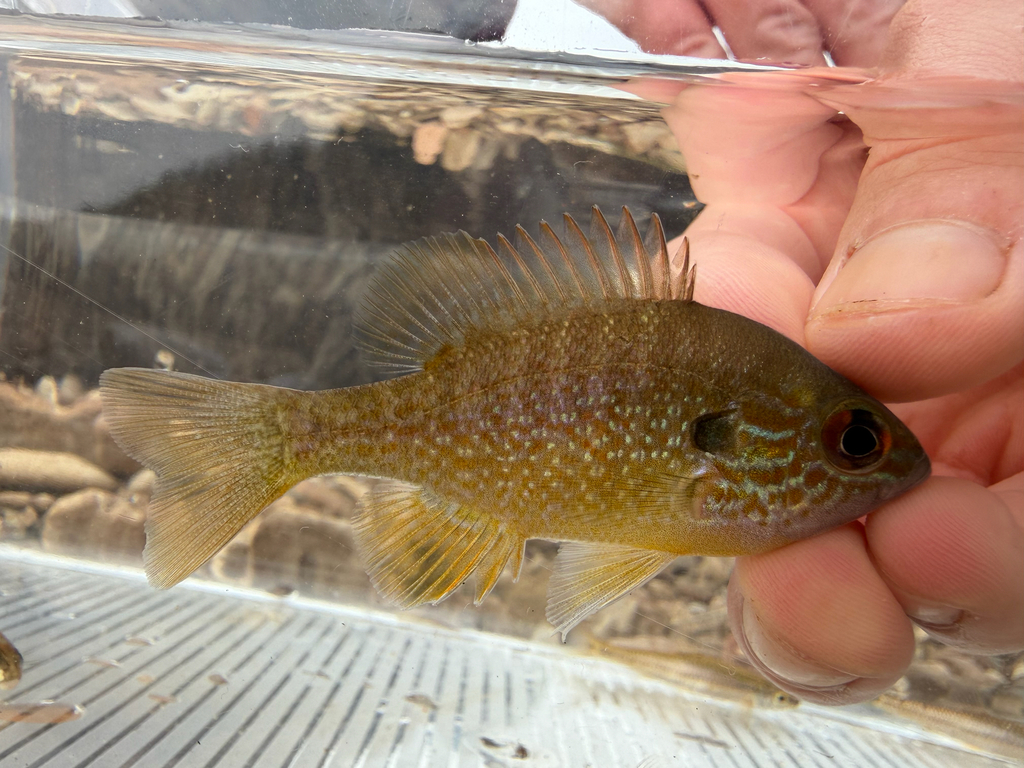 Longear sunfish (Lepomis megalotis) — Centrarchidae