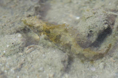 Sabertooth blenny (Petroscirtes variabilis) — Blenniidae