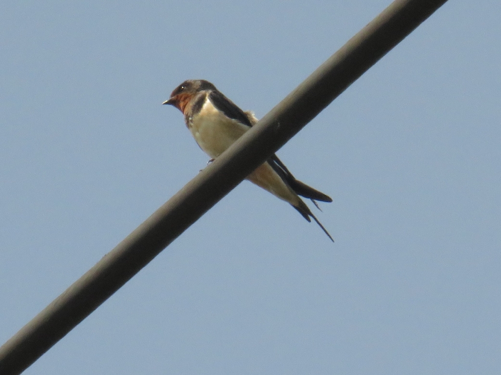 Barn Swallow (Hirundo rustica)