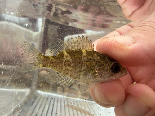 Ozark bass (Ambloplites constellatus) — Centrarchidae — 5